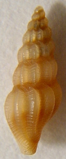 Bela brachystoma e bela sp.